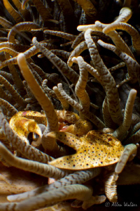 Tiny Crab and her future kin, look carefully :) by Allen Walker 